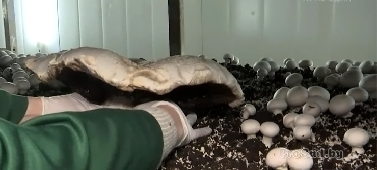 Самый большой шампиньон в Украине