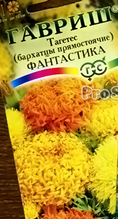 Бархатцы Фантастика Гавриш