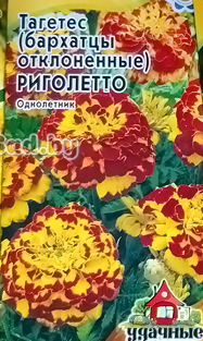 Бархатцы Риголетто Гавриш