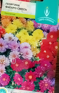 Георгина Фигаро Евросемена