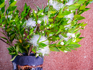 Семена мирта