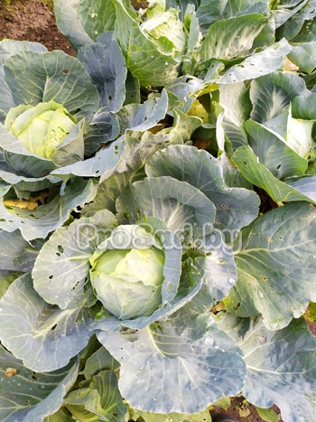 Капуста белокочанная Арривист F1