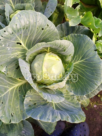 Капуста белокочанная Килагрег F1