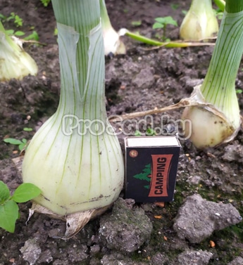 Сорт голландского лука Эксибишен