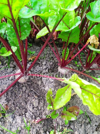 Свекла Бикорес (Голландия)