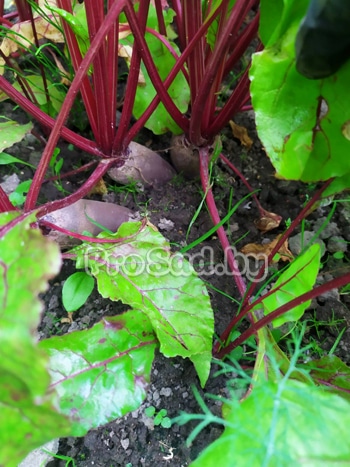 Свекла Тонус F1 (Голландия)