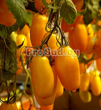 Томат Банановые ноги на опытном участке агрофирмы Партнёр