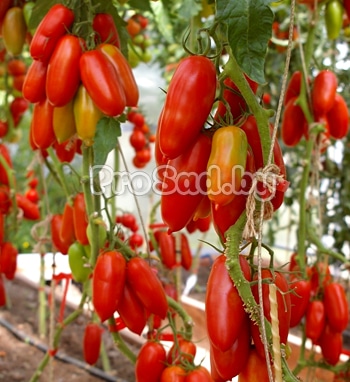 Томат F1 Дамский каприз на опытном участке агрофирмы Партнёр