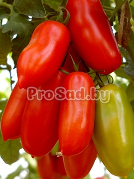 Семена томата Дамский каприз