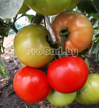 Томат F1 Флорида 47 Р на опытном участке агрофирмы Seminis