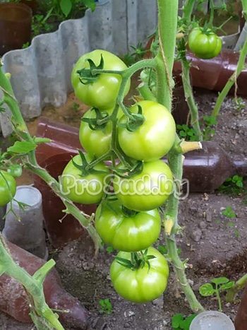 Томат Киржач F1