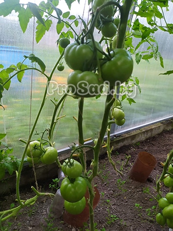 Томат Жемчужина Сибири