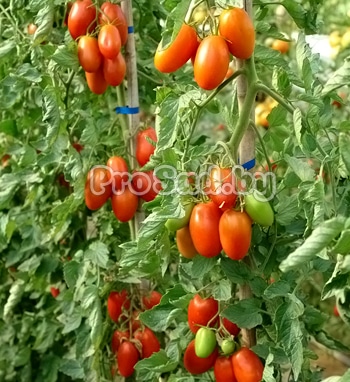 Семена томата Маруся агрофирмы Биотехника