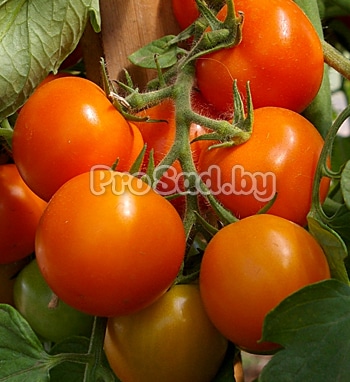 Семена Томата F1 Оранжевый земледелец