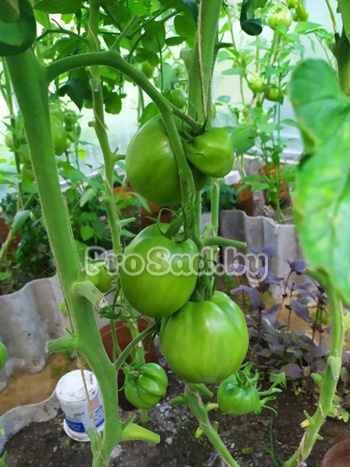 Томат Родимый погребок