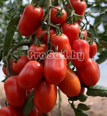 Томат Жемчужина Сибири на опытном участке агрофирмы Агрос