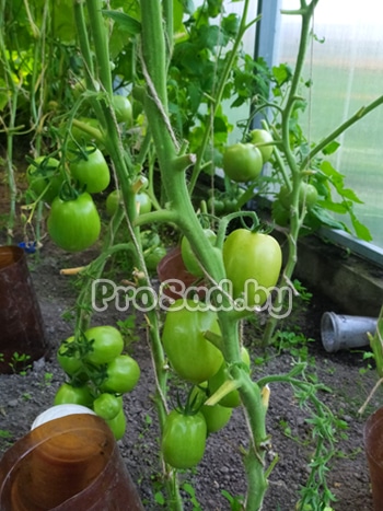 Томат Реликвия от монахов