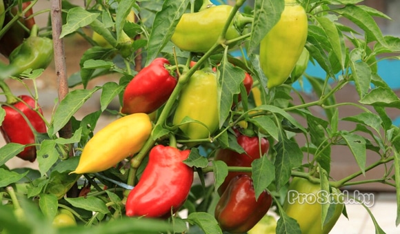 С какими растениями рядом нельзя высаживать перец