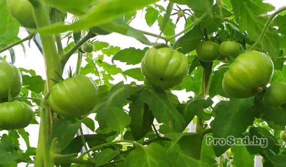 Ольга делится впечатлениями от выращивания овощей из наших семян