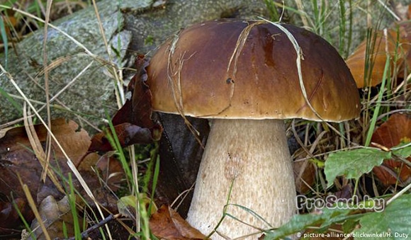 Как собирают грибы в Германии