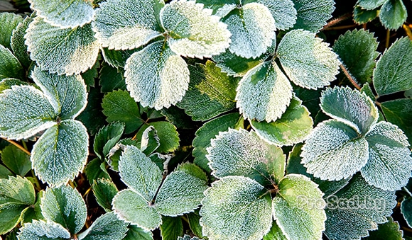 Нужно ли укрывать клубнику на зиму