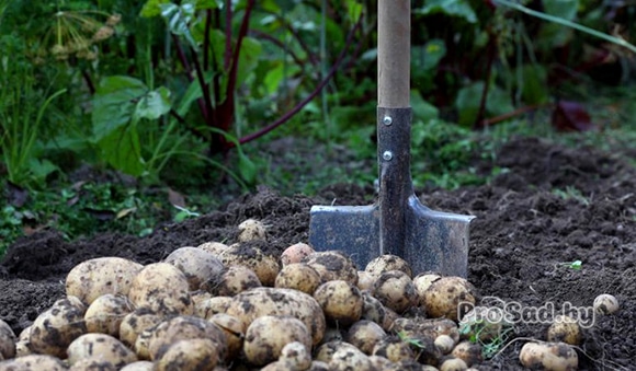 Какие овощи можно сеять под зиму