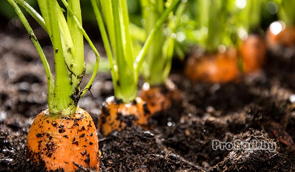 Какие овощи можно оставить зимовать в открытом грунте