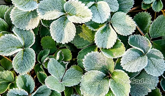 Подготовка к холодам: нужно ли укрывать клубнику на зиму