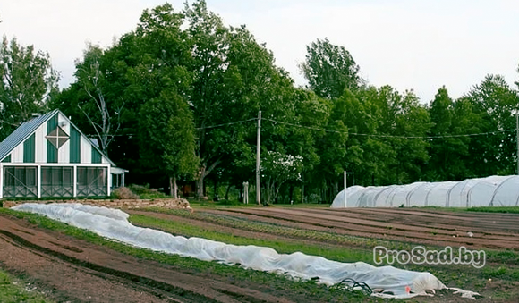 Сидераты после уборки основных культур: восстанавливаем структуру и плодородие почвы