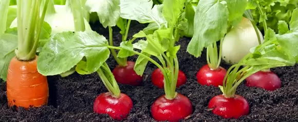 Семена скороспелых овощей