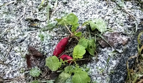 На даче у жительницы Барановичей в начале января выросла редиска