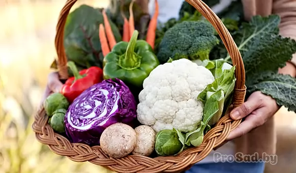 Осенние заморозки. Чего опасаться дачникам?