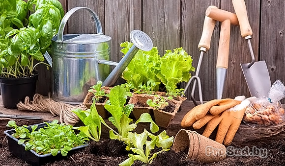 7 июльских советов садоводу и огороднику