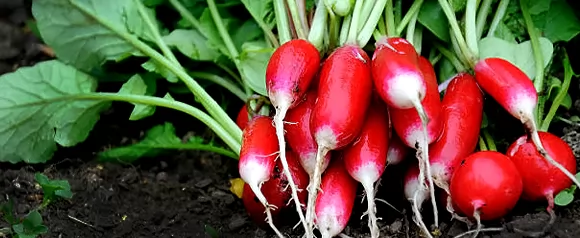 Что посадить в июле?