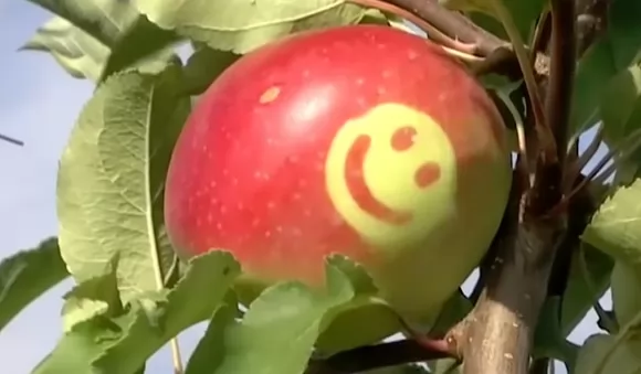 Украинские фермеры выращивают яблоки со смайликами