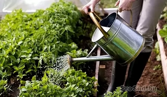 Как не потерять урожай в засуху?