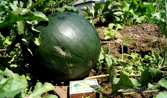 уДачный опыт. Арбузы на грядке