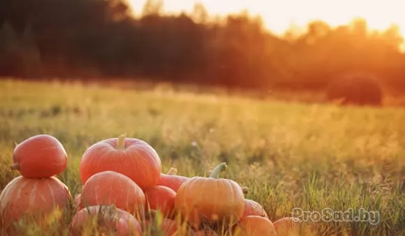 Какие овощи можно сажать в октябре?