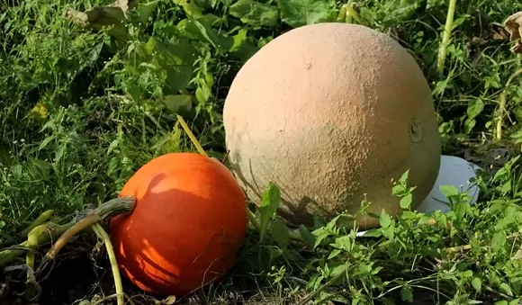 Вялікі ўраджай на Пастаўшчыне