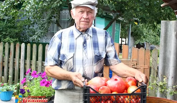Пенсионер из Брестской области вырастил килограммовый помидор