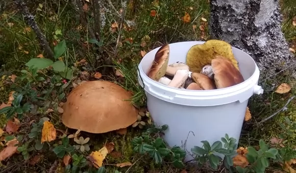 Белорусы делятся в соц.сетях уловом грибов за выходные