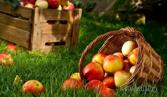 Какие работы нужно провести в саду и огороде в сентябре