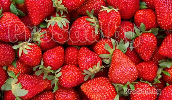 Второй урожай клубники в Лунинецком районе