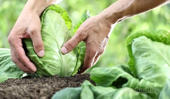 Как вырастить вкусную и полезную капусту?