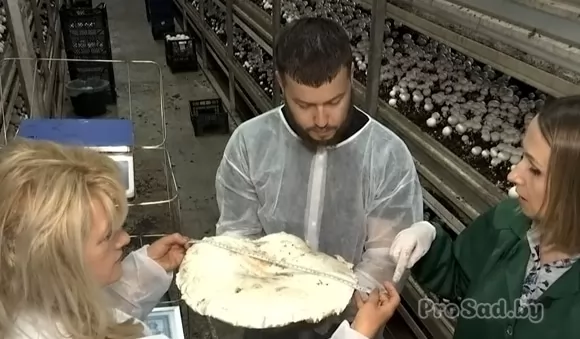 Самый большой шампиньон вырастили в Украине