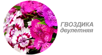 Купить семена гвоздики двулетней