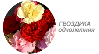 Купить семена гвоздики однолетней