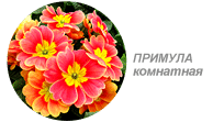 Купить семена комнатной примулы