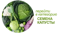 Купить семена капусты почтой