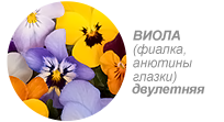 Купить семена виолы (фиалки) двулетней
